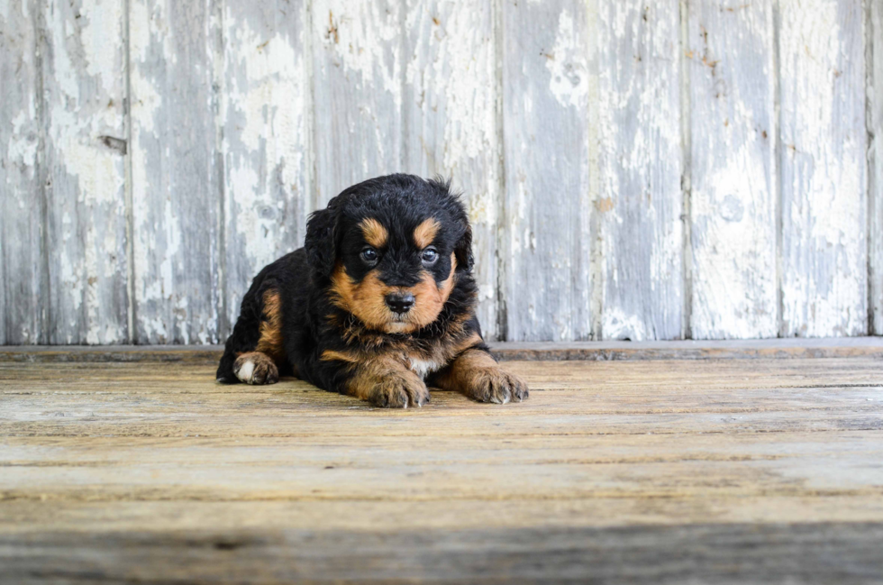 Best Mini Bernedoodle Baby