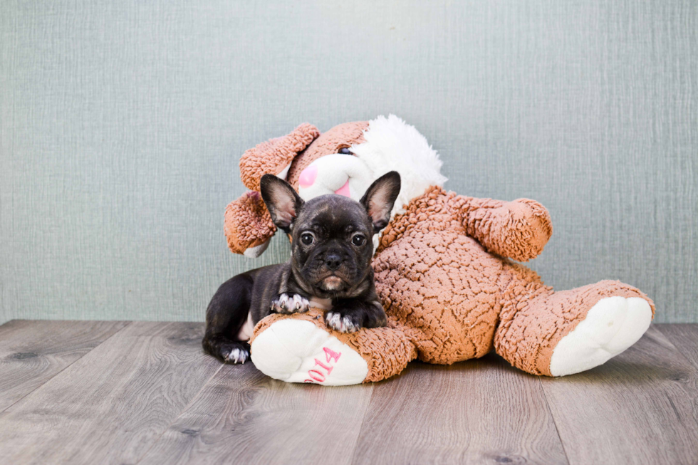 French Bulldog Puppy for Adoption