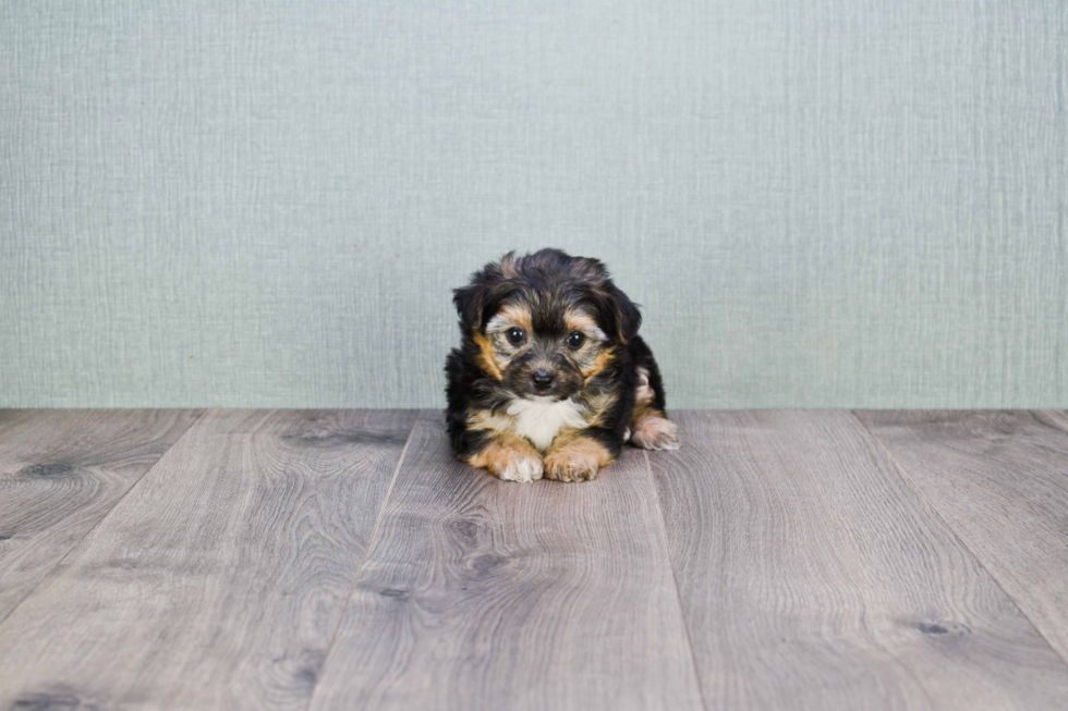 Hypoallergenic Yorkie Designer Puppy