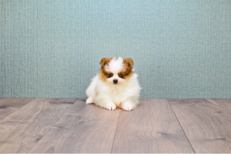 Pomeranian Puppy for Adoption