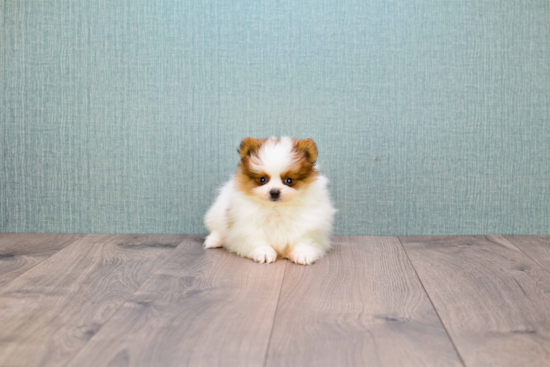 Pomeranian Puppy for Adoption