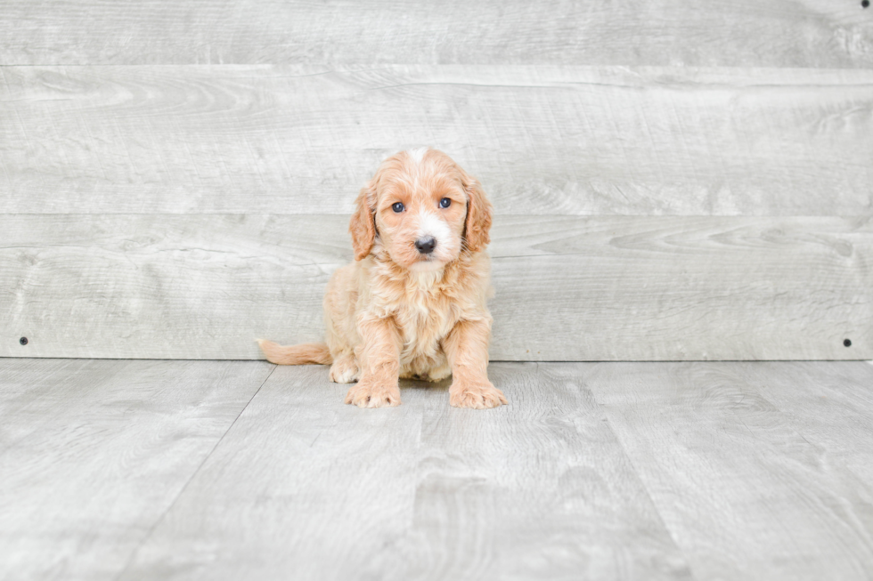 Hypoallergenic Golden Retriever Poodle Mix Puppy