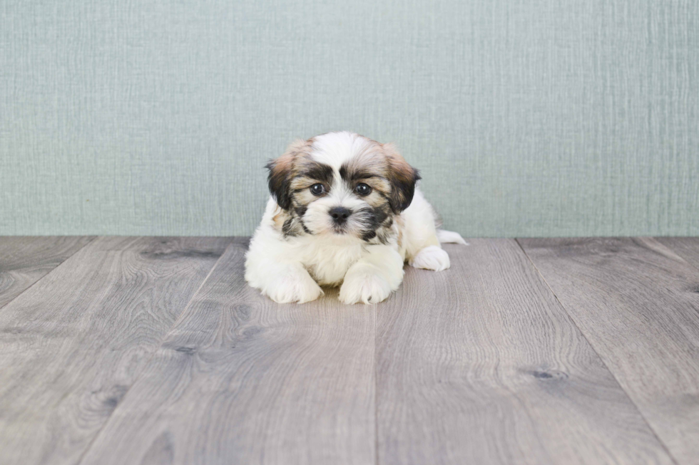 Teddy Bear Pup Being Cute