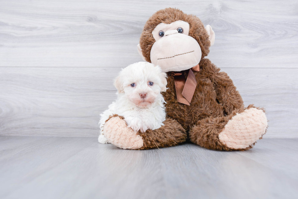 Happy Havanese Purebred Puppy