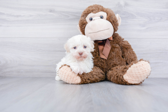 Happy Havanese Purebred Puppy