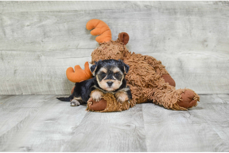 Little Yorkie Designer Puppy
