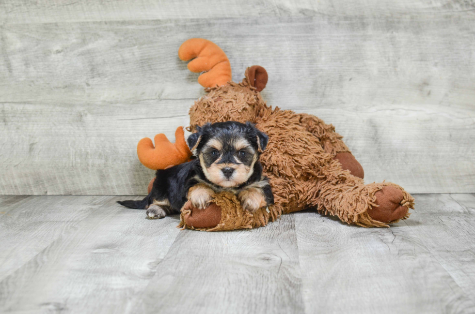 Little Yorkie Designer Puppy
