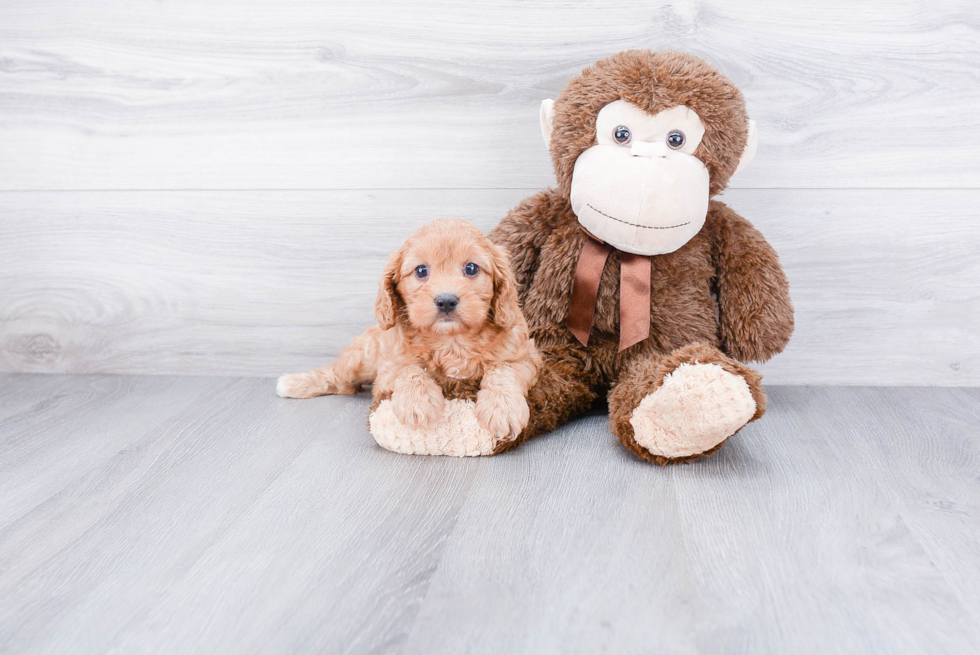 Cavapoo Pup Being Cute