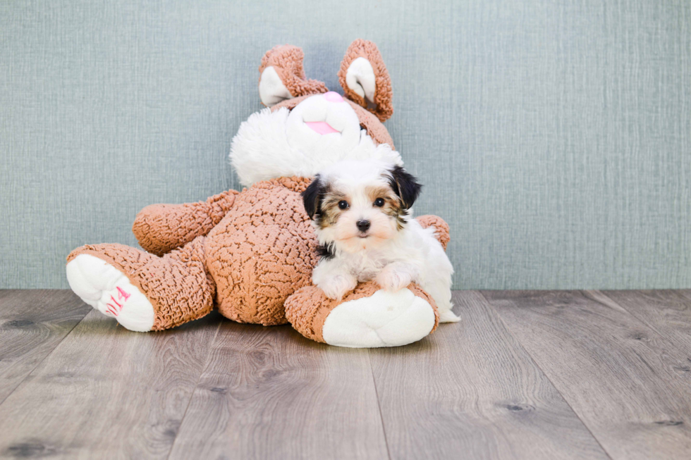 Morkie Pup Being Cute