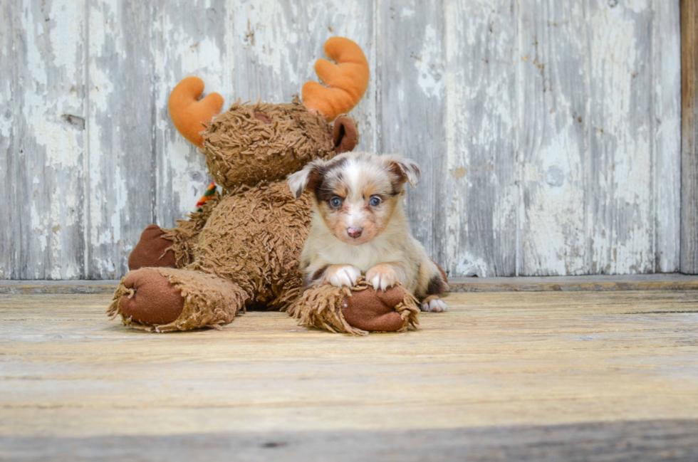 Best Mini Aussiedoodle Baby