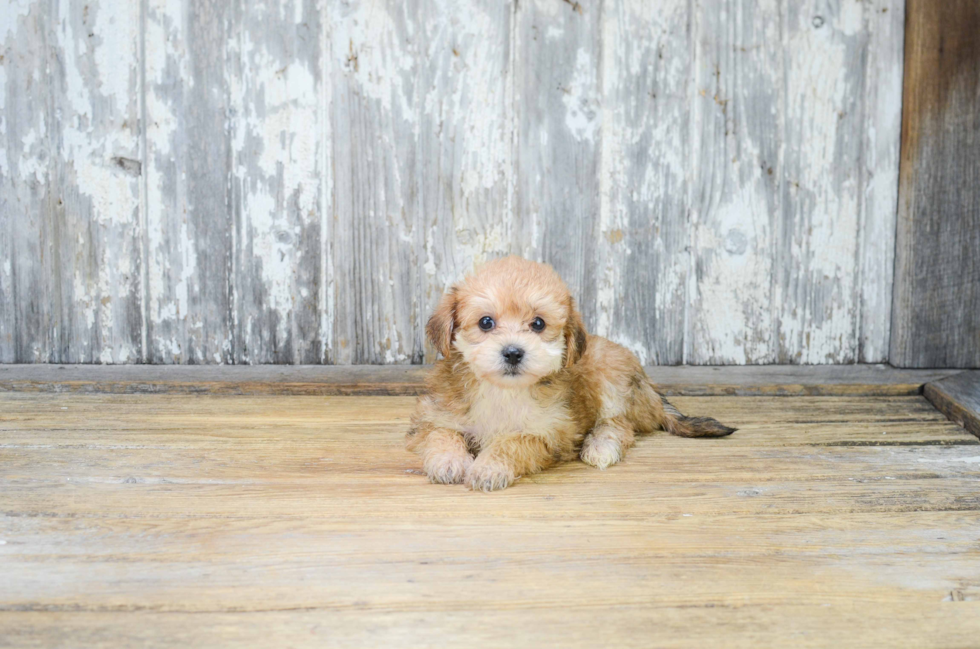 Morkie Pup Being Cute