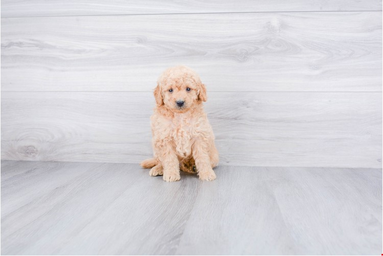 Petite Mini Goldendoodle Poodle Mix Pup