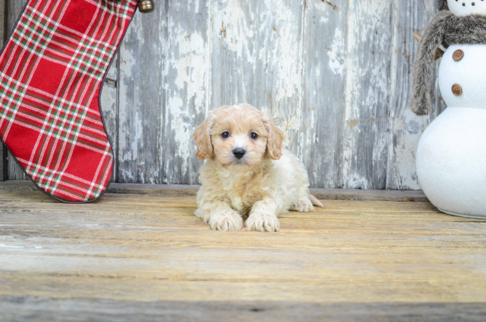 Friendly Cavapoo Baby