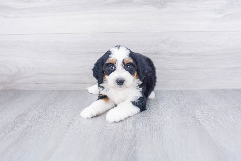 Best Mini Bernedoodle Baby