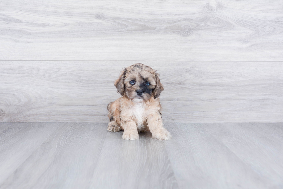 Energetic Cockerpoo Poodle Mix Puppy