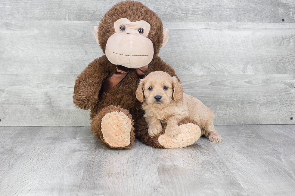 Smart Cavapoo Poodle Mix Pup