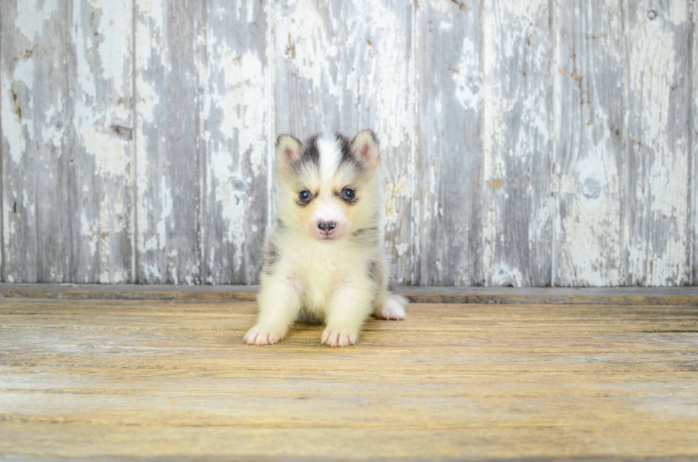 Pomsky Puppy for Adoption