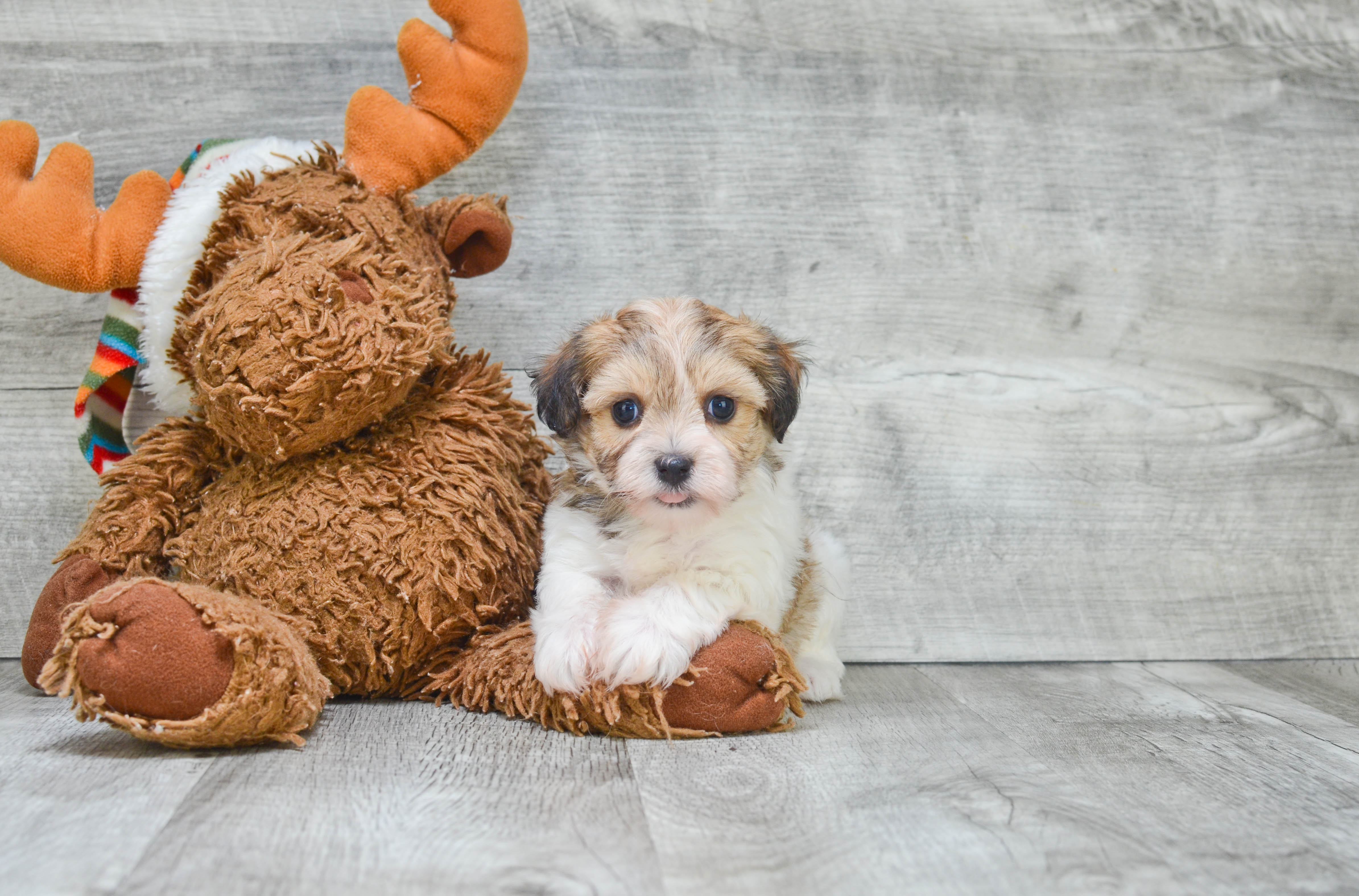 Best Havanese Baby