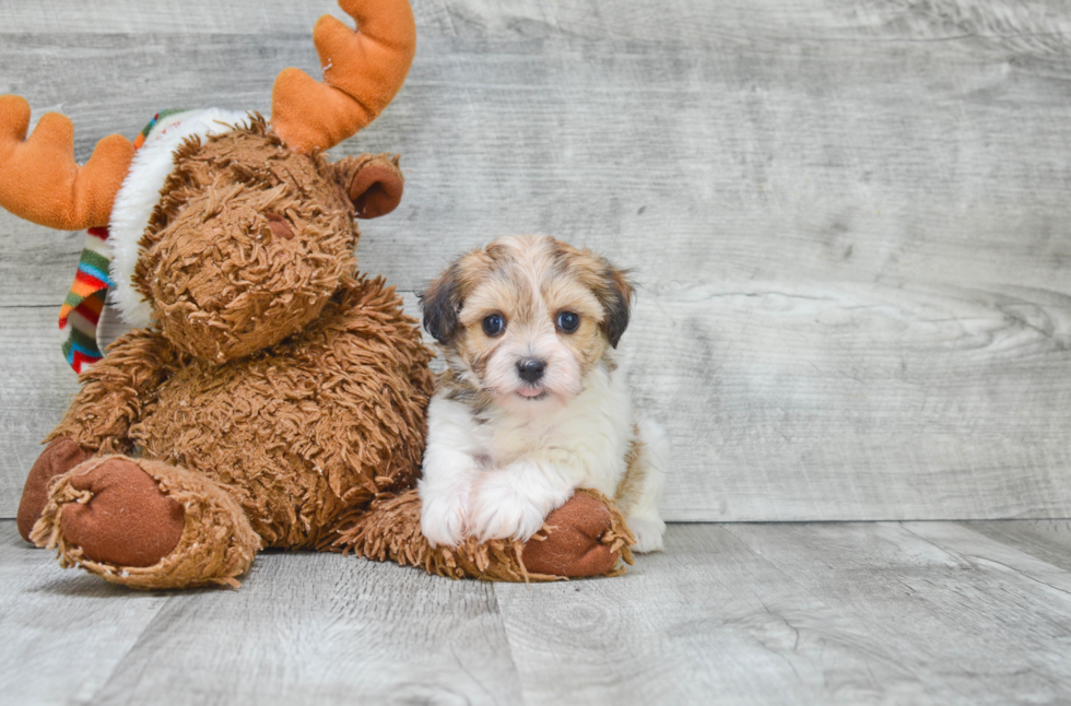 Best Havanese Baby