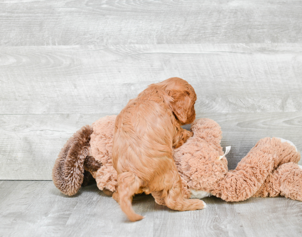 Adorable Cavoodle Poodle Mix Puppy