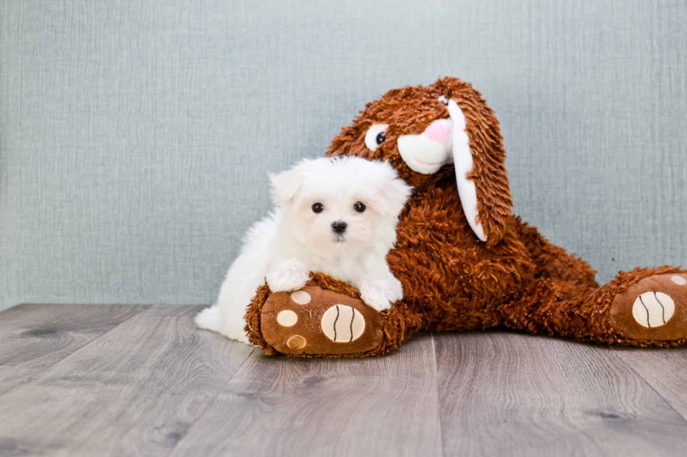 Maltese Pup Being Cute