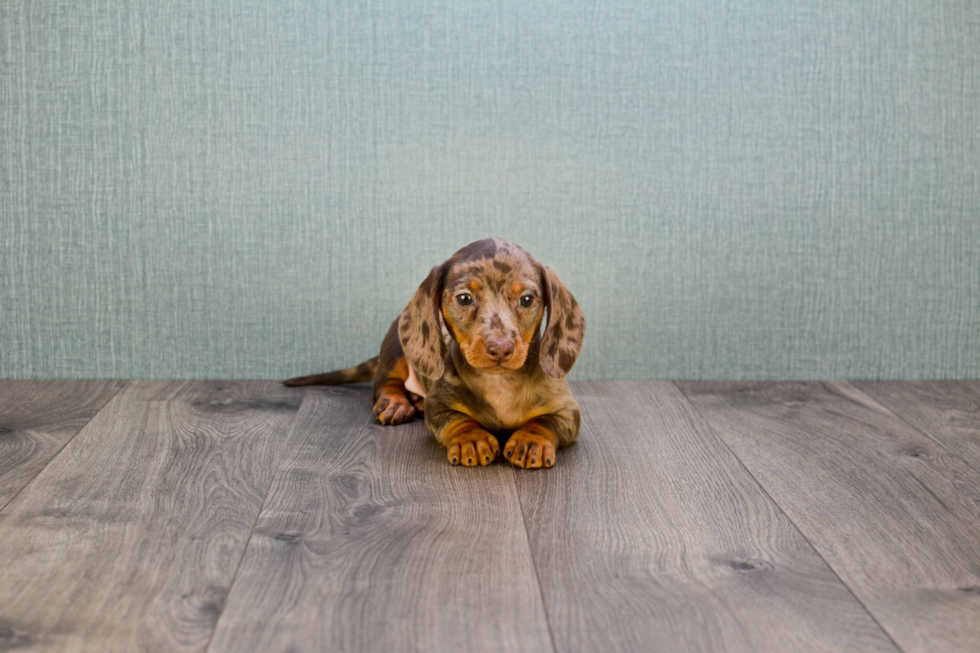 Dachshund Puppy for Adoption