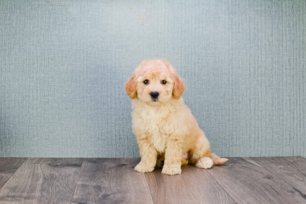 Hypoallergenic Golden Retriever Poodle Mix Puppy