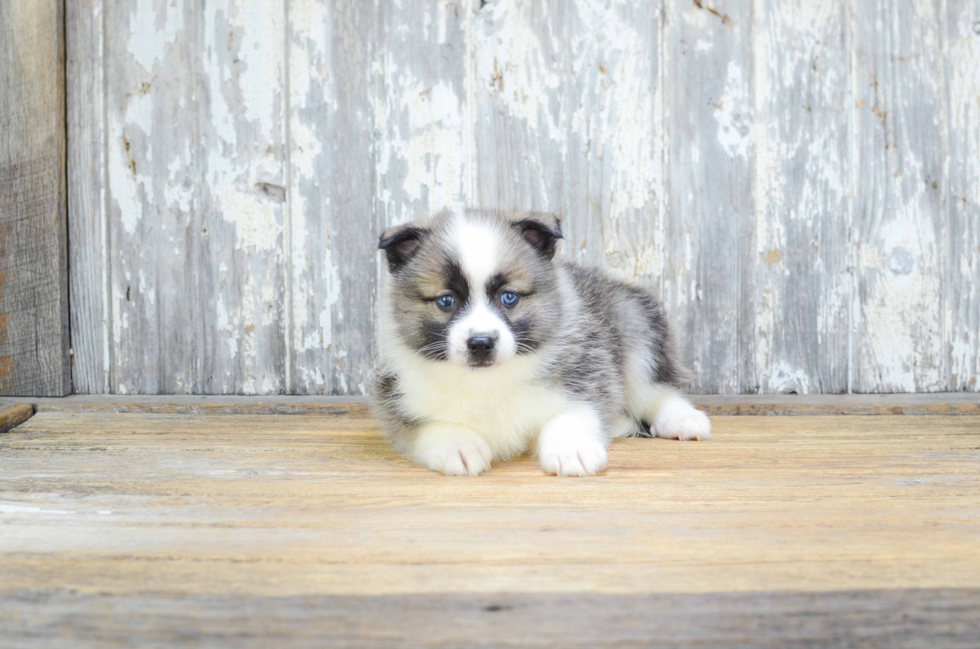 Pomsky Puppy for Adoption