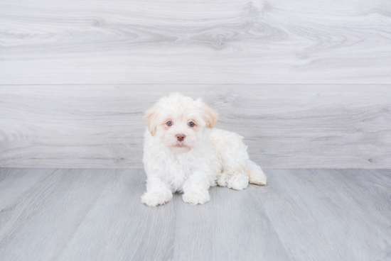 Havanese Pup Being Cute