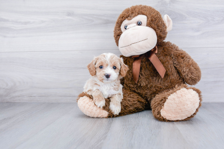 Energetic Cavoodle Poodle Mix Puppy