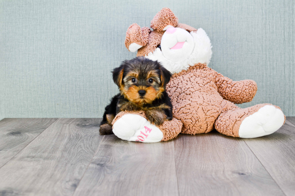 Meet Bronze - our Yorkshire Terrier Puppy Photo 