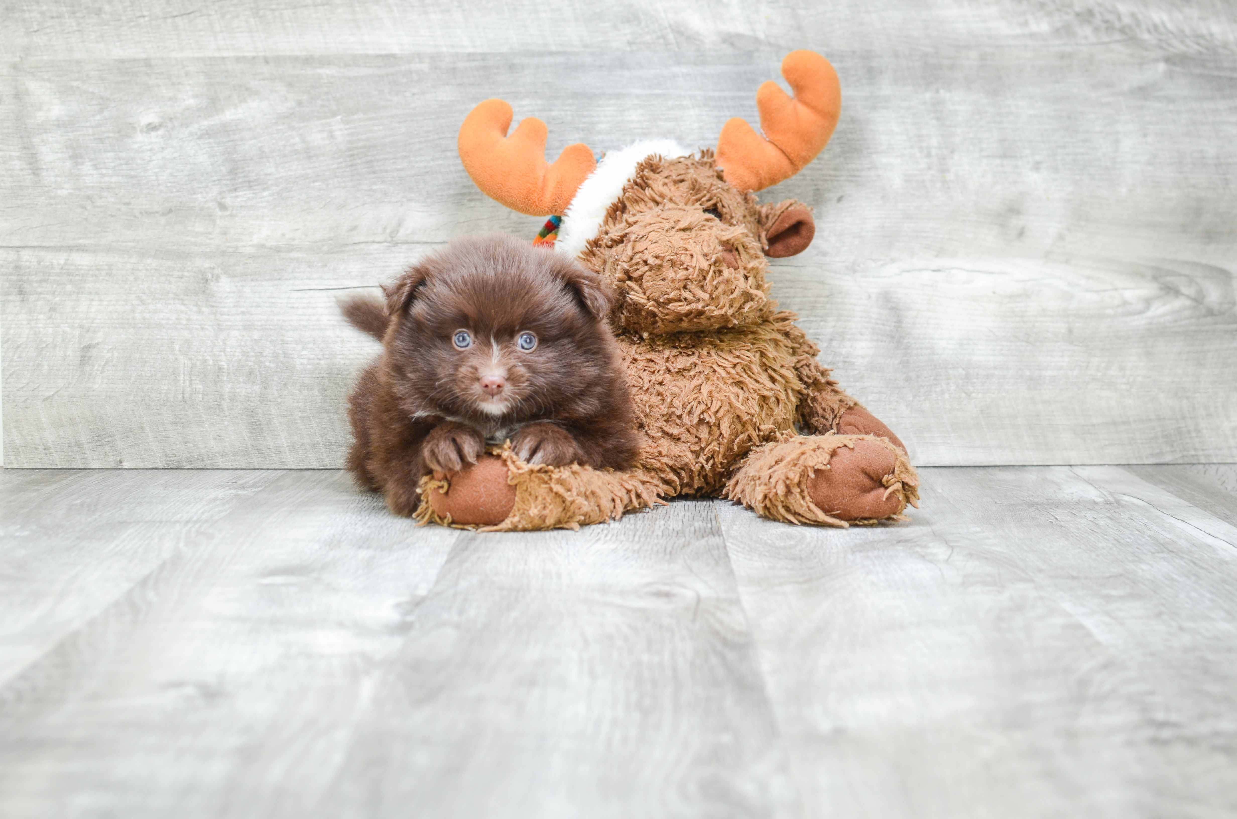 Pomeranian Pup Being Cute