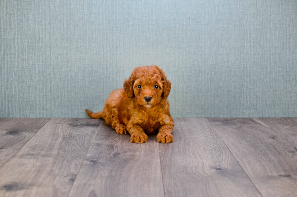 Mini Goldendoodle Pup Being Cute