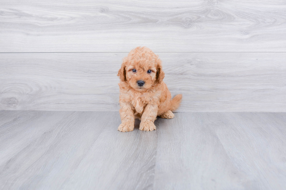 Mini Goldendoodle Pup Being Cute