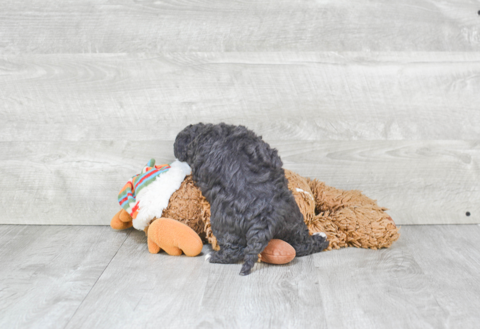 Cavachon Pup Being Cute