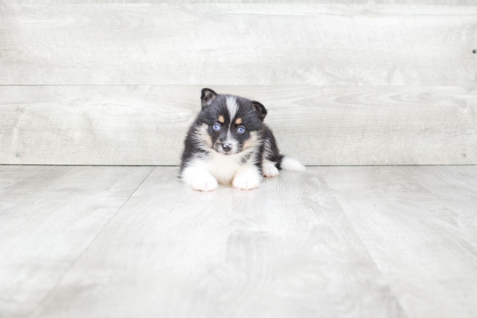 Pomsky Pup Being Cute