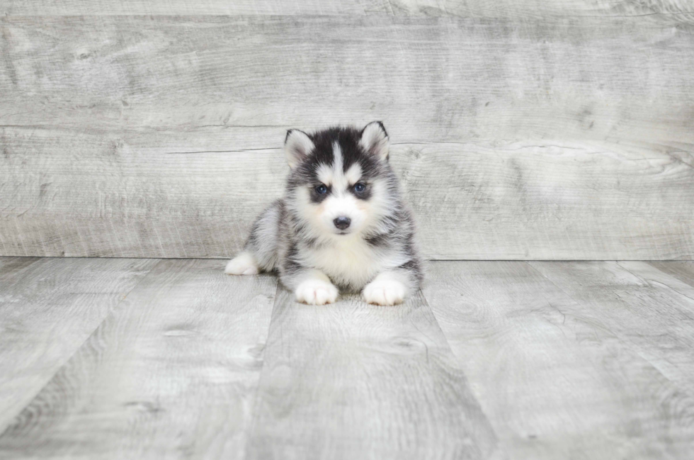 Pomsky Puppy for Adoption