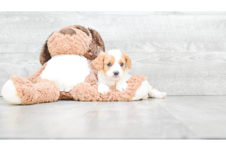 Small Cavapoo Baby