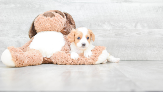 Small Cavapoo Baby