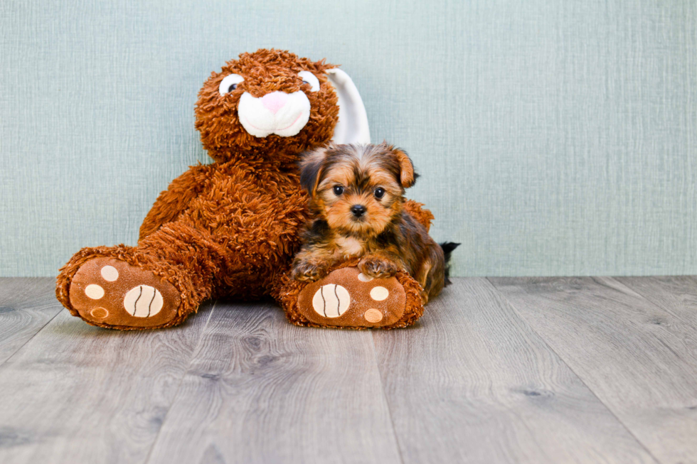 Shorkie Pup Being Cute