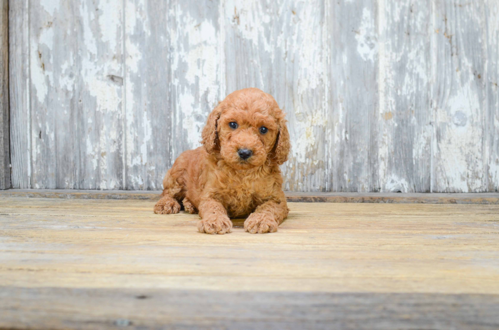 Best Mini Goldendoodle Baby