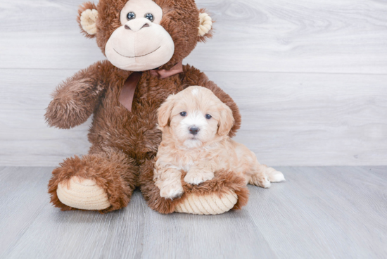 Maltipoo Pup Being Cute