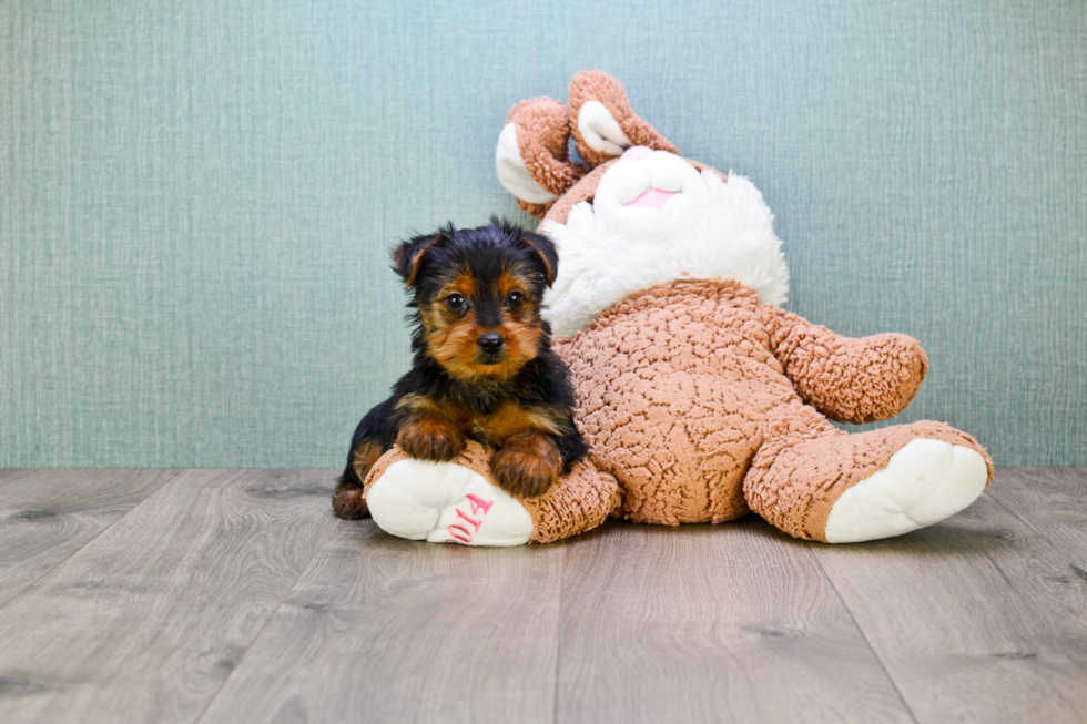 Meet Jeremy - our Yorkshire Terrier Puppy Photo 