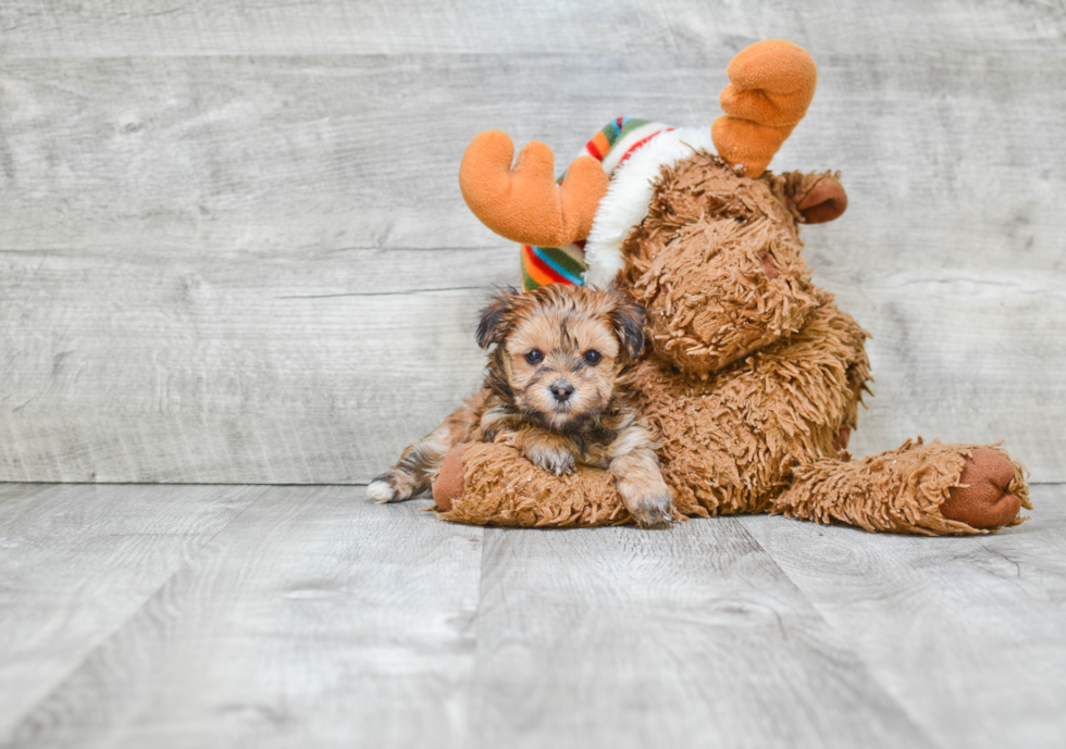 Playful Yorkie Designer Puppy