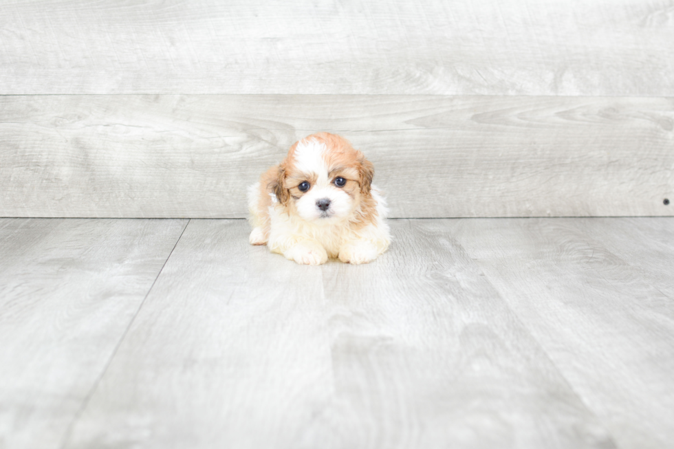 Teddy Bear Pup Being Cute