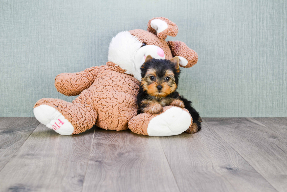 Meet Victoria - our Yorkshire Terrier Puppy Photo 