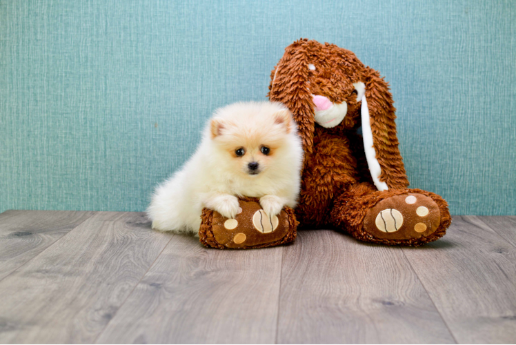 Playful Pomeranian Purebred Pup