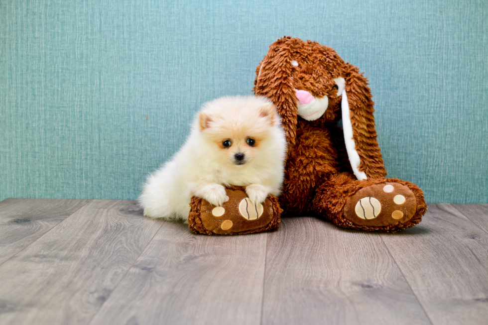 Playful Pomeranian Purebred Pup