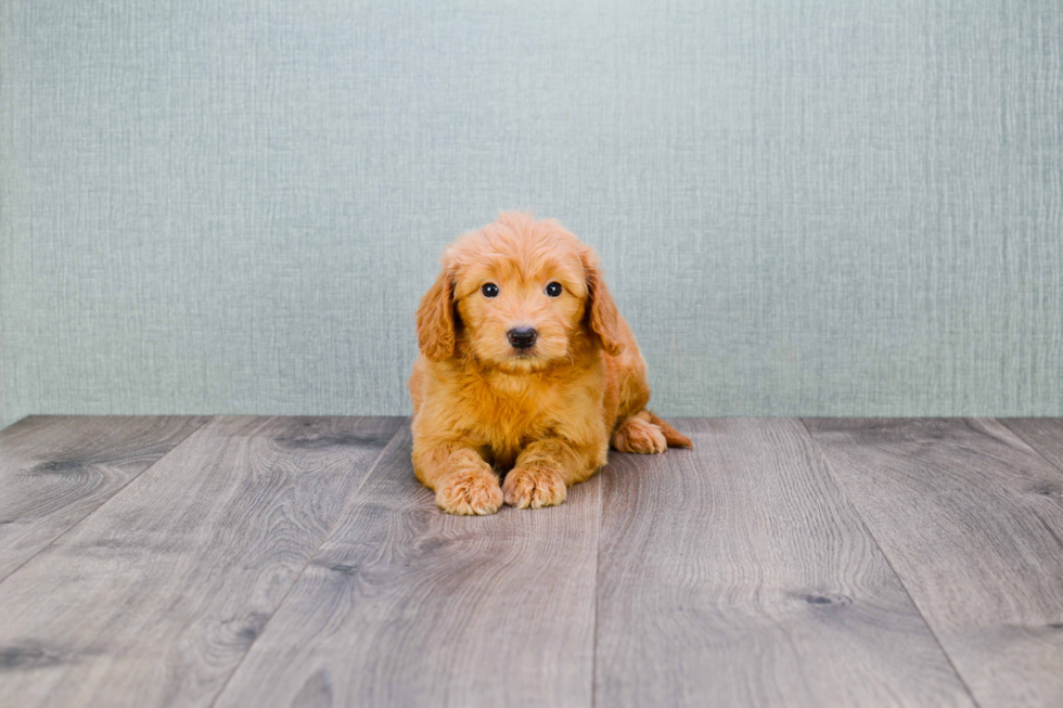 Happy Mini Goldendoodle Baby