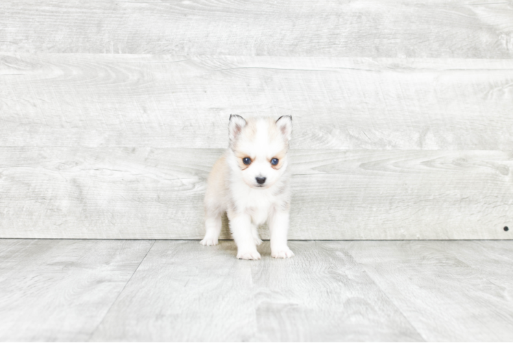 Pomsky Pup Being Cute